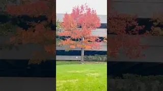 A Late Fall in Dallas #fallcolors #winter #season #nature #texas #dallas #youtubeshorts #youtube