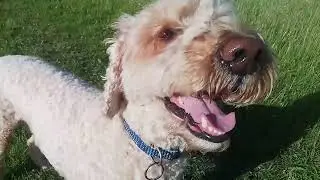 #cockapoo #dogplaying