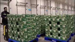 VietLinh Lime Cool Storage Tour | Export Quality | Fresh Lemon Seedness, Global Standard