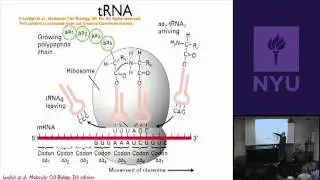 Natural Science II: Genomes and Diversity - Splicing, Translation & Recombinant DNA