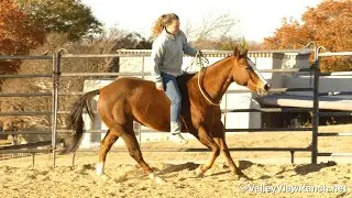 Enit To Win It***For info, price, go to our website: ValleyViewRanch.net*** @ValleyViewRanch