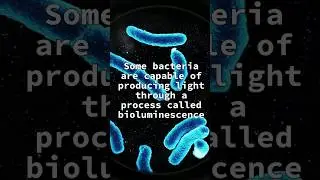 Interesting Facts about Bacteria 🦠#shorts #facts #interesting #reels #bacteria