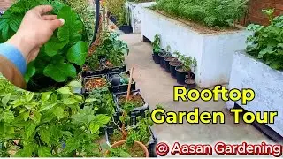 Mere Ghar Ka Rooftop Garden 🌿 | Sabziyon Se Bhari Chat | Aasan Gardening