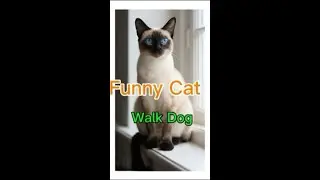 Brave cat walk dog