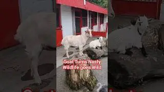OMG a cute funny Goat. Please like and subscribe.