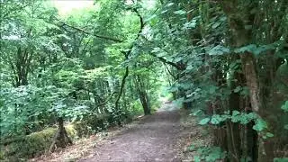 Velvet Bottom & Long Wood Walk From Cheddar Gorge, PART V, 'Down An Old Track by Long Wood' by Sheil