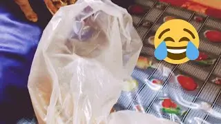 What is there inside the cover ? 🤔 😎 //cats and kittens happy home..