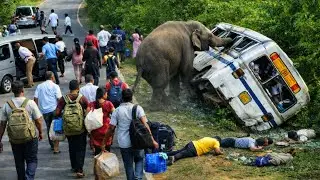 🚨&ldquo;Massive Elephant Attack on Passenger Bus | Shocking Wildlife Encounter&rdquo;😱🚨🐘