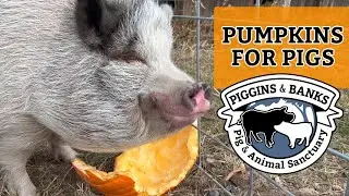 Pumpkins for Pigs