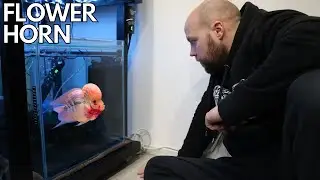 NEW FLOWERHORN FISH + SETTING UP A TANK WITH A 2 YEAR OLD