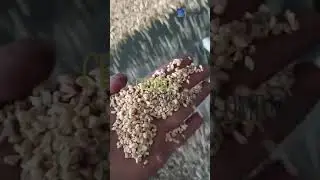 Peanut Chopper Machine Chopped Peanuts Come Out Amazing Peanut Chopper Enhances Nuts Chopping Well