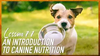 The Pet Foods and Treats I Feed My Dogs