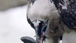 Bearded vulture eating bones and wolf.. credit: BBC
