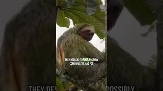 Sloths: The Once-a-Week Poopers! #SlothFacts #NatureCuriosities