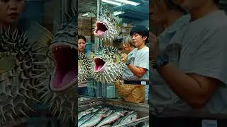 Fish Video #fishvideo #pufferfish #fishes