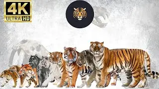 Tiger Species Size Comparison LIVING EXTINCT