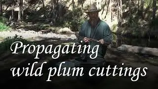 Propagating wild plum cuttings