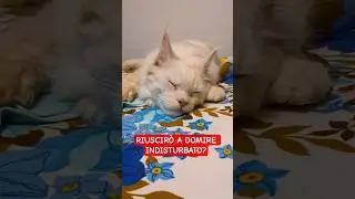Arneis the Cat e la siesta sulla tovaglia! #shorts #gatto