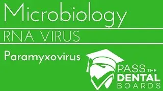 Paramyxovirus - RNA Virus - NBDE/USMLE
