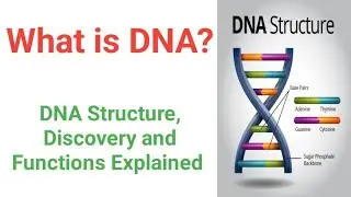 What is DNA | DNA Structure Explained | Who Discovered DNA | DNA Double helix Model | DNA and RNA