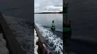 sea lions Elliot bay seattle.