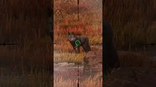 Wolf Hunting 🐺😍😎 call of the wild #hunt #shorts #gaming #youtube