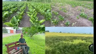 #VLOG Dziki buszują ostro w burakach rzepaku i ziemniakach a szpaki jedzą czereśnie!TydzieńWpigułce