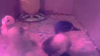 Duckling Livestream 2
