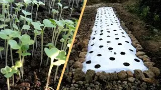 GARDEN PLOT WITH TARP MULCH