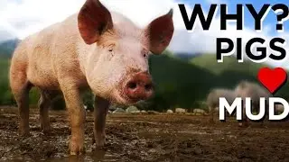 Why Do Pigs Like Mud