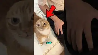 Этот круглоголовый кот стал вирусным мемом 🧑&zwj;🦲❤️