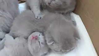 Lilian Ferru: De eerste drie weken van Brits Korthaar kittens