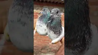 #song #bollywood #music #hindisong #bollywoodsongs #religion #pigeon #myloft #birds #newloft