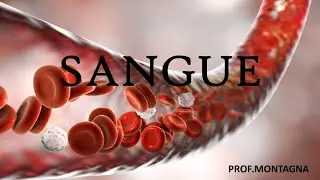 SANGUE
