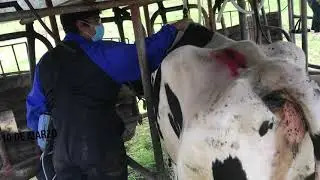 Reticulo peritonitis traumatica // Hardware disease Vlog # 95