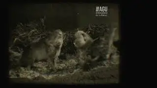 Comportamiento sexual de un roedor silvestre, Ctenomys Torquatus (1965)