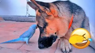 💕 Funniest Animal Videos 😂 Silly & Dramatic Pets Caught on Camera 🐾 🍜 #catvideos #funny_cats