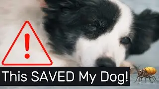 DOG COVERED in Fleas? Here's EXACTLY What to Do! #dog #dogcare
