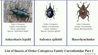 List of Insects of Order Coleoptera Family Curculionidae Part 2 apodrosus brachycerus barypeithes