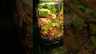 💡 Glowing Shrimp Jar 🦐