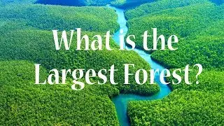 You can't Think How big the Forests Are || The Biggest forest in the world