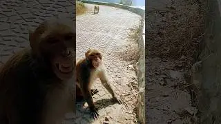 Monkeying Around with Man's Best Friend:Hilarious Shenanigans of a Primate and Pooch Pair | #shorts