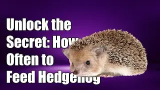 Unlock the Secret: How Often to Feed Your African Pygmy Hedgehog!