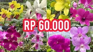 VINCA, PINK GLOW DLL 60RB! REVIEW ANGGREK CANTIK HARGA TERJANGKAU