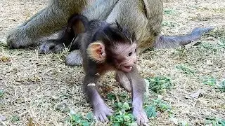 Oops! What's Going On Baby Monkey Baron Like this! Looking Like Scared Something!