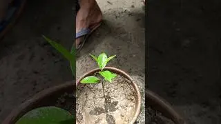 How to grow jamun tree from seeds #shorts #viralshorts #viral #jamun #jamuntree