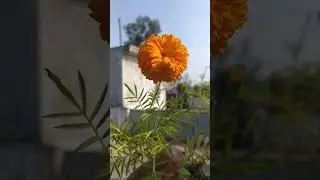 flower from kitchen garden #shorts #viral #gardening #flowers