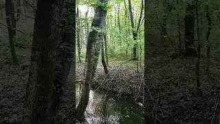 🚶&zwj;♀️#forestwalk #forestspirit🧘&zwj;♂️ #oldforest🙏