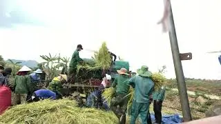 Mùa gặt lúa gạo mới của nhà em Mn