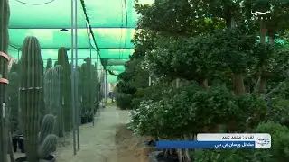 مشاتل ورسان في دبي